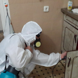Дезинфекция от муравьев в квартире в Семикаракорске
